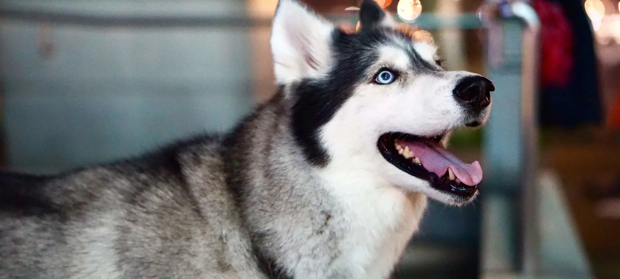 A husky dog smiling inside looking up and away from the camera